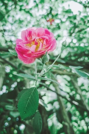 手机摄影-春天-日常-花-蔷薇 图片素材