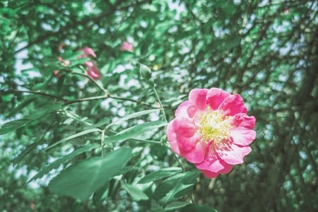 手机摄影-春天-日常-花-蔷薇 图片素材