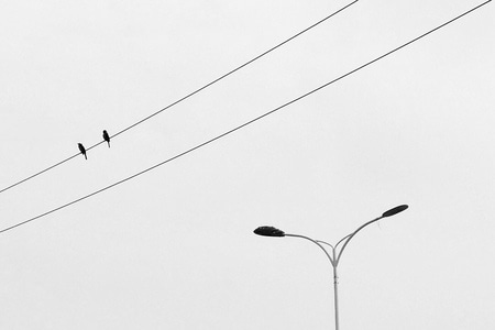 温州市-简约-小鸟-路灯-手机摄影 图片素材