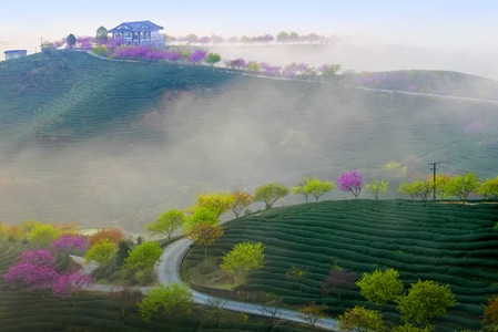 我要上封面-福建-漳平-永福-樱花 图片素材