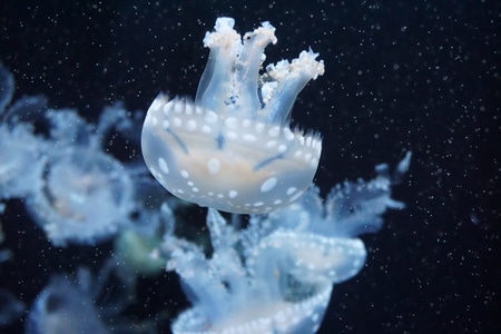 海昌极地海洋世界-水母-我要上热门-美丽-水母 图片素材