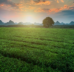 风光-旅行-茶园-茶田-风景 图片素材