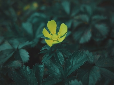 手机摄影-自然-生态-微距-植物 图片素材