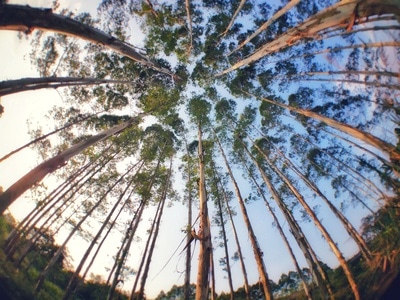 绿色地球-大树-风景-树木-树林 图片素材