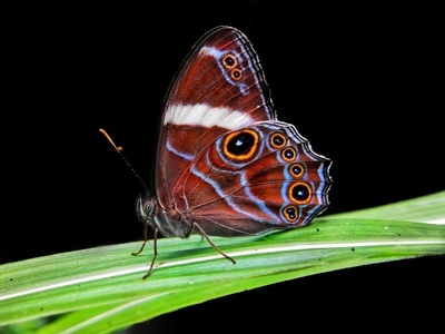 微距-蝴蝶-昆虫-蝴蝶-植物 图片素材