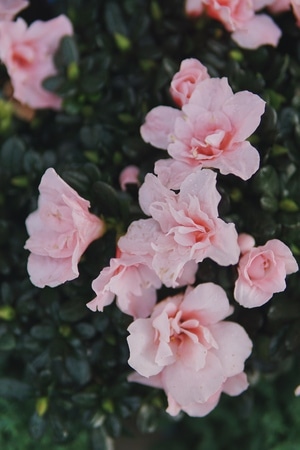 粉色-杜鹃-自然-秋天-花 图片素材