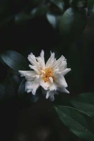 植物-花-白色-疫情防控中的新年-花 图片素材