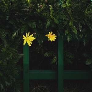 色彩-植物-黄-宅家-花 图片素材