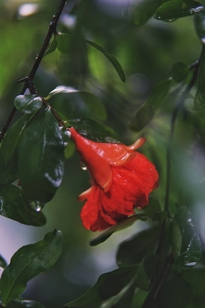 我要上封面-雨-合肥市-自然-夏天 图片素材