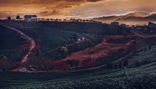 樱花园-风景-田地-花田-田园风光 图片素材