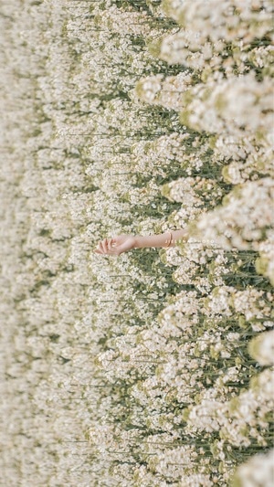 三月-花-花朵-花卉-花丛 图片素材
