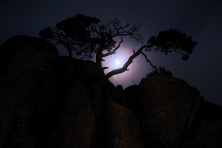 黄山-松-中秋月-夜色-月亮 图片素材