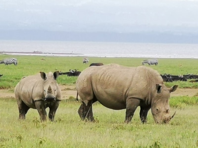 手机摄影-自然-旅行-动物-犀牛 图片素材