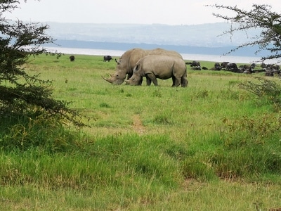 手机摄影-自然-旅行-动物-犀牛 图片素材