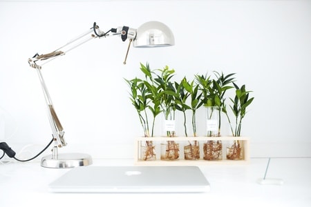 静物-小清新-台灯-植物-盆栽 图片素材
