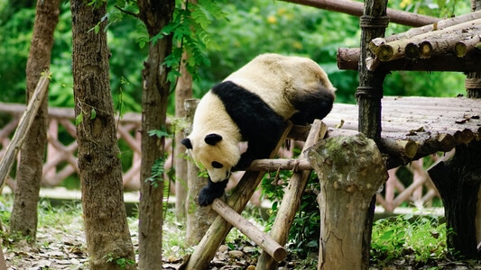 你好2020-旅游-旅行-大熊猫-可爱 图片素材