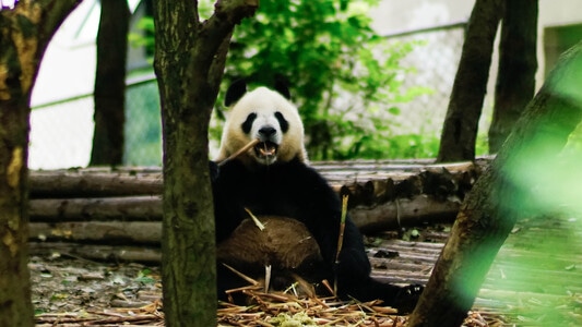 你好2020-旅游-旅行-大熊猫-可爱 图片素材