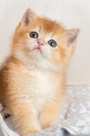 宠物-猫-猫-宠物-猫 图片素材