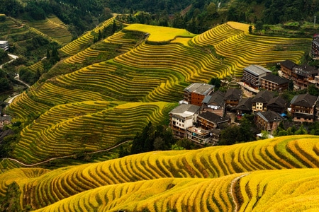 广西旅游-梯田-龙胜梯田-龙脊梯田-稻田 图片素材