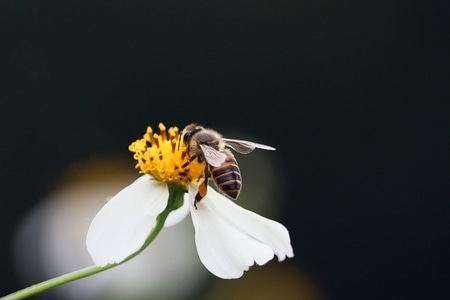 我要上封面-蜜粉-蜜蜂-壁纸-昆虫 图片素材