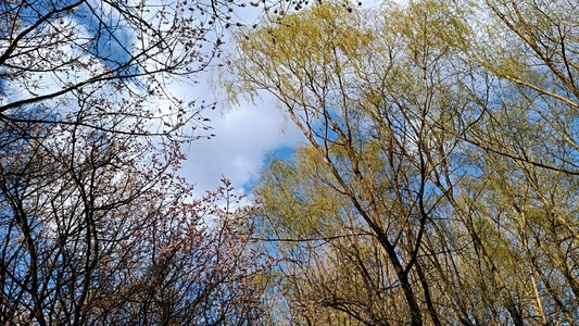生活记录-日常-风景-手机摄影-春日 图片素材