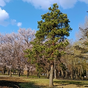 生活记录-日常-风景-手机摄影-春日 图片素材