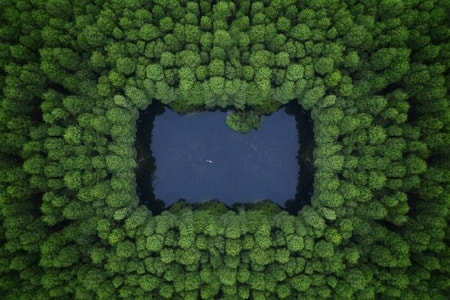 风光-自然-2019inf招募-树木-树 图片素材