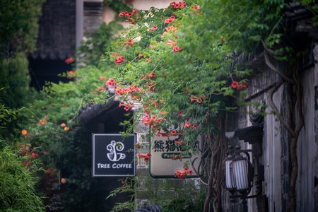 南京-城南-古街巷-花卉-凌霄花 图片素材
