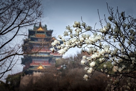 春天-自然-玉兰花-花-鲜花 图片素材