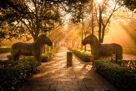 自然-环境-南京石象路-城市风景-非洲大象 图片素材