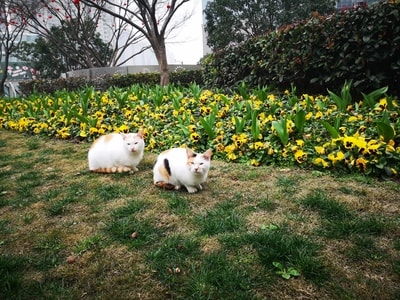 珞寂朵-猫-🐱-喵-猫 图片素材