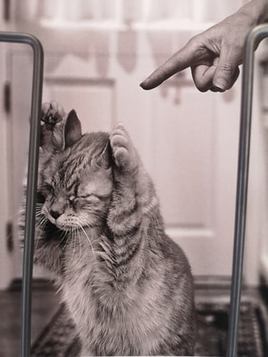 猫-🐱-圣保罗·德旺斯-明信片-尼斯 图片素材