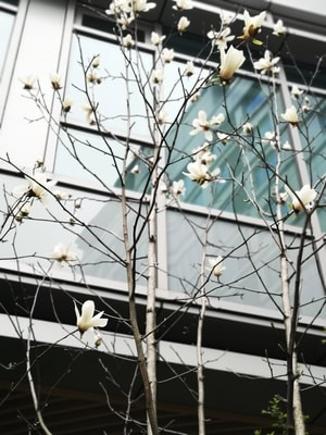 玉兰花-白色-珞寂朵-树-树枝 图片素材