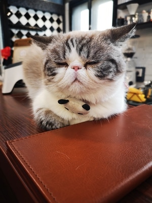 萌宠写真-🐱-猫-珞寂朵-猫 图片素材