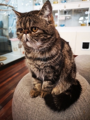 萌宠写真-🐱-猫-珞寂朵-猫 图片素材