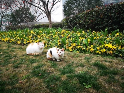 珞寂朵-猫-🐱-喵-猫 图片素材
