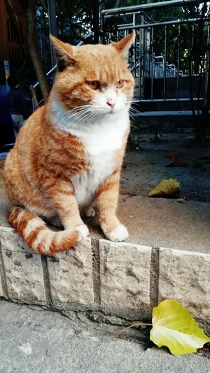 烟火-猫-动物-宠物-猫 图片素材