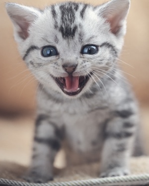 宠物-猫-动物-宠物-猫 图片素材