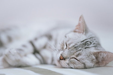 猫-可爱-萌猫-动物-猫 图片素材