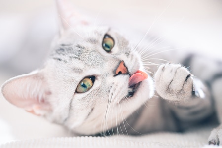 萌宠写真-美短-萌猫-猫咪-猫 图片素材