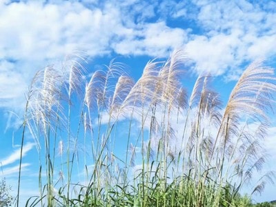 蓝天-芦苇-草地-芦苇-植物 图片素材