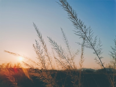 风光-夕阳-植物-草-夕阳 图片素材