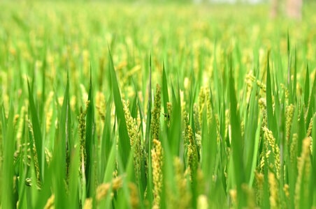 随拍-风景-植物-稻谷-水稻 图片素材