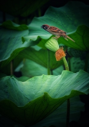 小品-自然-风景-植物-动物 图片素材