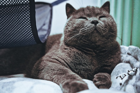猫-动物-铲屎官-小动物-宠物 图片素材