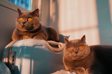 猫咪-猫-夕阳-广州-小动物 图片素材