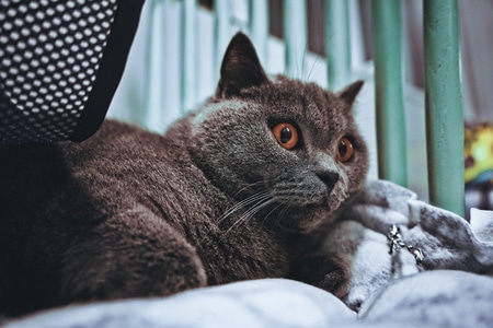 猫-动物-铲屎官-小动物-宠物 图片素材
