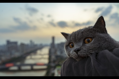 动物-铲屎官-城市-猫咪-猫 图片素材