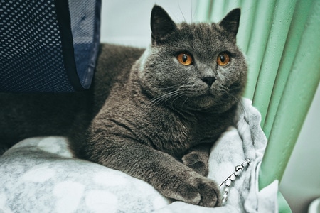 猫-动物-铲屎官-小动物-宠物 图片素材