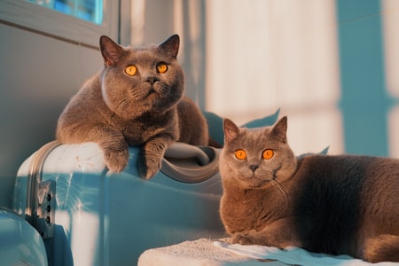 猫咪-猫-夕阳-广州-小动物 图片素材